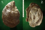 Меловая устрица Amphidonta subsinuata.