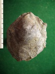 Меловой гребешок Chlamus radiwaldinus.