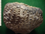 Меловая двустворка Trigonia sp.