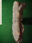 Меловая мидия Gervillella sp.