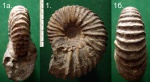 Аммонит  Parahoplites sp..