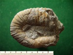Меловой гетероморфный аммонит Heteroceras sp.