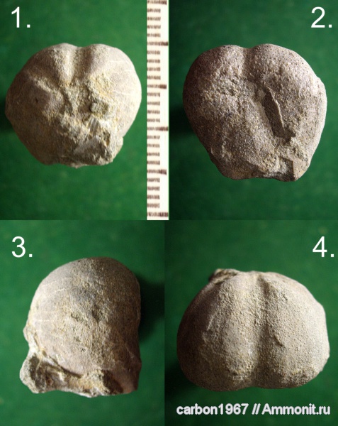 морские ежи, иглокожие, мел, Protobrissus, Cretaceous