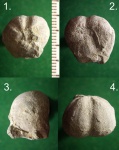 "Неправильный" меловой морской ёж Protobrissus canoliculatys.