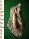 Фрагмокон бепемнита Neohibolites sp.