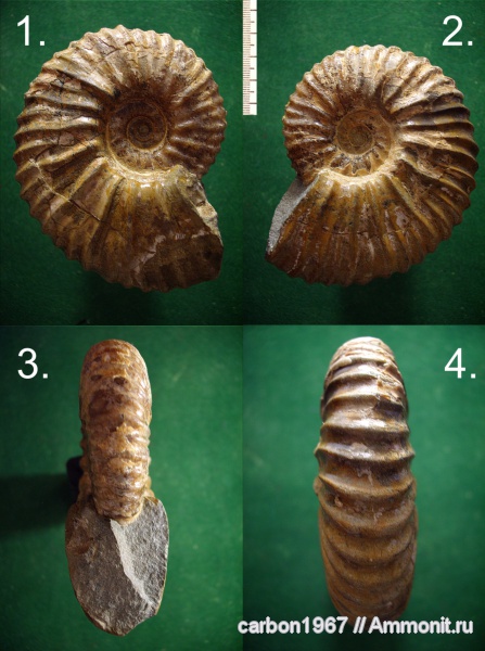 аммониты, мел, Ammonites, Acanthohoplites, Cretaceous