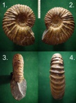 Аммонит Acantohoplites sp.