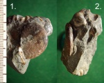 Аммонит Aconeceras(?)  trautsholdi.