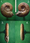 Аммонит Deshayesites sp.