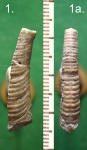 Гетероморфный аммонит Heteroceras sp.
