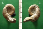 Маленький аммонит Eogaudryceras sp.