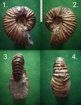 Аммонит Parahoplites sp.