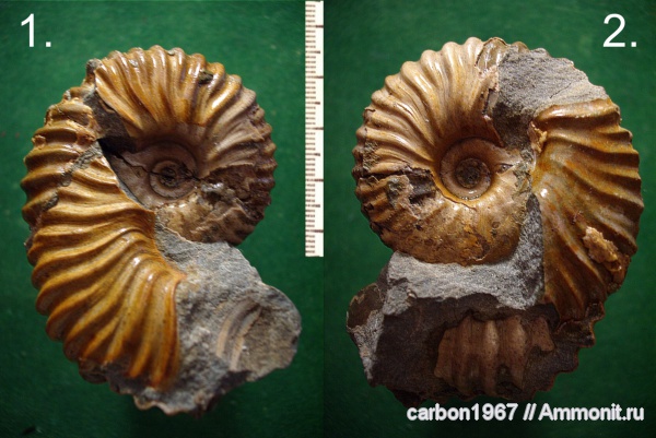 аммониты, мел, Ammonites, Cretaceous