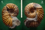 Аммонит Acanthohoplites sp. с раздавленной жилой камерой.