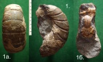 Жилая камера и начальные обороты аммонита Eogaudryceras sp.
