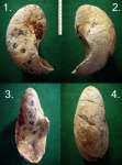 Меловой наутилус Cymatoceras sp.