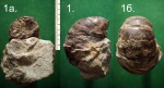Меловой наутилус Cymatoceras albensis.