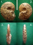 Меловой аммонит Anahoplites michalskii.