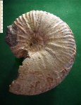 Большой повреждённый фрагмокон аммонита Acanthohoplites sp.