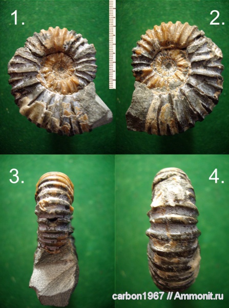 аммониты, мел, Ammonites, Cretaceous