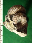 Скопление мелких аммонитов Acanthohoplites sp.