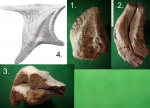 Фрагмент раковины Isognomon mulleti.