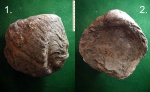 Крупная меловая устрица Amphidonta sp.