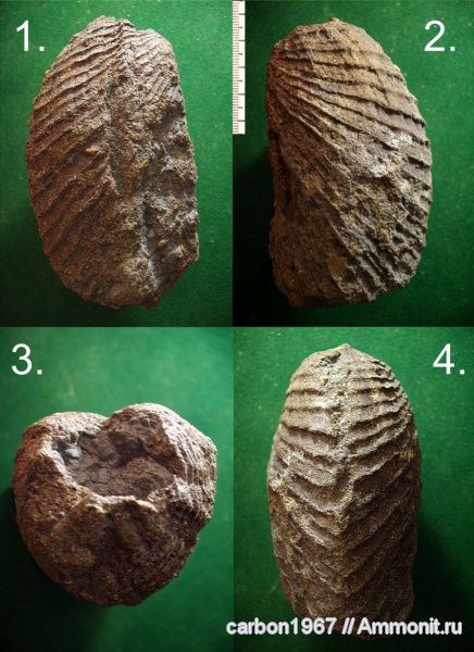 моллюски, мел, двустворчатые моллюски, Cretaceous