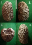 Меловая двустворка Pholadomya gigantea.