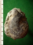 Не большой меловой гребешок Chlamys sp.