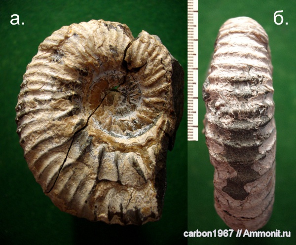 аммониты, мел, Ammonites, Cretaceous