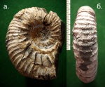 Меловой аммонит Hypocanthoplites sp.