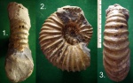Аммонит Acanthohoplites aschiltaensis.
