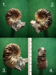 Молодой экземпляр Acanthohoplites aschiltaensis.