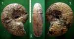 Аммонит Pseudohaploceras caucasica.