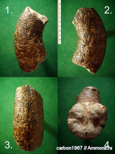 аммониты, мел, Ammonites, Cretaceous