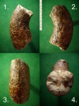 Фрагмент гетероморфного аммонита Lytoceratidae .