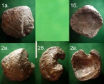 Amphidonta sp. до и после обработки. Amphidonta sp. до и после обработки.