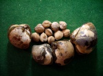 "Отцы и дети"  Thetironia sp.