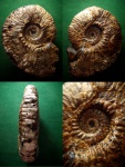 Крупный аммонит Deshаyеsites sp.