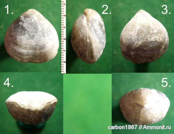 мел, Cretaceous