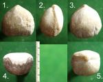Брахиопода из ринхонелид - 2.