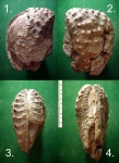 Myophorella sp.