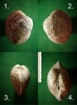 Arctica sp.- 2.