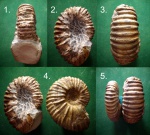 Аммонит Cheloniceras albrechti - austriae.