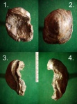 Молодая устрица Amphydonta sp.