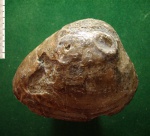 Крупная Arca (?) sp.