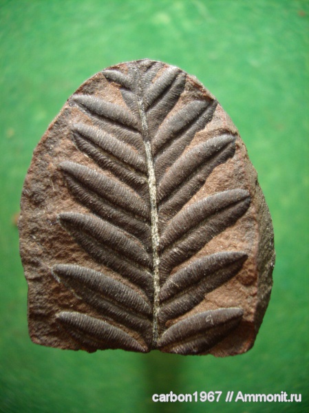 карбон, конкреции, птеридоспермы, Alethopteris