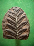 Гербарийный вариант Alethopteris decurrens в конкреции.