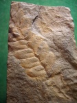 Птеридосперм Neuropteris flexuosa.